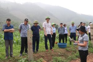 Tham gia chương trình ngày cuối tuần cùng dân và doanh nghiệp trồng dâu tại Yên Bái