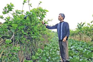 BÀI 2 – Thái Bình: Hiệu quả trồng xen canh rau màu trên đất trồng dâu