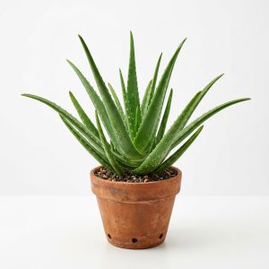 Cây nha đam giống tốt khỏe mạnh