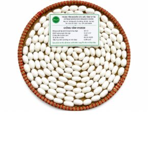 Trứng giống tằm lưỡng hệ kén trắng