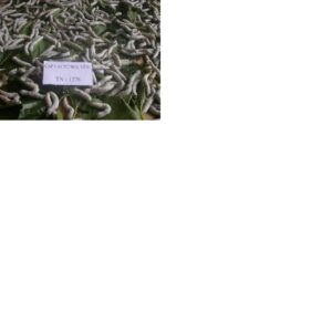 Trứng giống tằm lưỡng hệ kén trắng