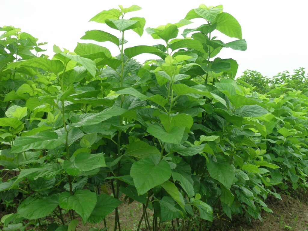Hạt giống Dâu lai F1