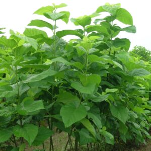 Hạt giống Dâu lai F1
